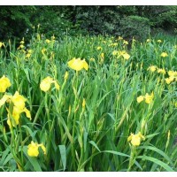 耐寒宿根花卉基地 菖蒲苗 水生菖蒲价格 美旺宿根花卉