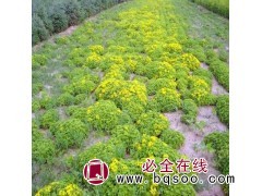 宿根花卉批发 德国景天苗大量现货供应 美旺宿根花卉园 景天园图1