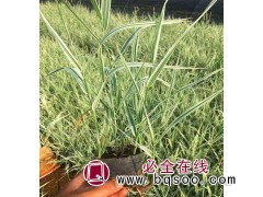 花叶金边玉带草 玉带草 玉带草基地 玉带草价格 辽宁宿根花卉图1