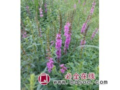 美旺宿根花卉供应千屈菜价格 鞍山千屈菜基地 美旺宿根花卉供应图1