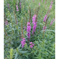 美旺宿根花卉供应千屈菜价格 鞍山千屈菜基地 美旺宿根花卉供应