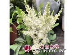 落新妇 落新妇小苗盆栽 落新妇价格 鞍山美旺宿根花卉落新妇图1