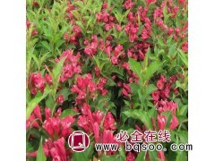 红王子锦带 红王子锦带批发 红王子锦带厂家 鞍山红王子锦带图1