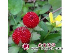 蛇莓销售 蛇莓小苗 鞍山美旺宿根花卉供应蛇莓钵苗 蛇莓苗供应图1