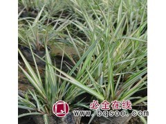 玉带草价格 鞍山玉带草杯苗花卉基地 美旺宿根花卉 玉带草图1