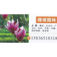 河南鄢陵绿坡园林 樱花繁育基地 精品樱花 樱花价目表