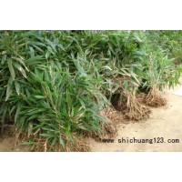 箬竹价格_最新箬竹价格，箬竹价格3.5元，箬竹种植箬竹技术