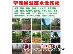 出售4-8公分国槐，5万棵 河南国槐小苗 宁陵国槐基地 国槐图1