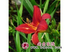 红宝石萱草种植基地 红宝石萱草苗 多年生宿根草本 宁香苗木图1