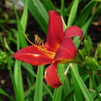 红宝石萱草种植基地 红宝石萱草苗 多年生宿根草本 宁香苗木