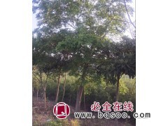朴树，8-40公分朴树价格，安徽朴树基地 家传苗木合作社图1