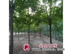三角枫 河南三角枫 三角枫价格 12公分三角枫 三角枫厂家图1