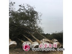 供10-40公分朴树 丛生朴树生态基地 大规格朴树 家传苗木图1