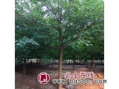 15公分三角枫价格，家传苗木供应各种规格三角枫，三角枫图1