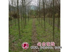 滁州榔榆基地，安徽榔榆小苗，榔榆价格 榔榆树 家传苗木图1