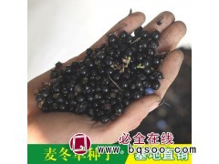 麦冬草种子 麦冬草种子批发 秋冬播种耐寒麦冬草 赤峰天邦草业图1