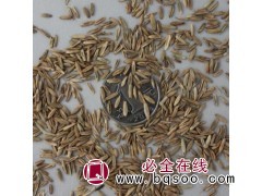销售高羊茅种子 高羊茅种子价格 高羊茅种子批发图1