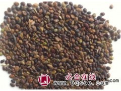 供应胡枝子，胡枝子种子，胡枝子批发销售 天邦草业图1