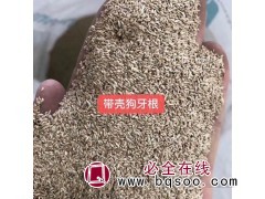 包衣狗牙根种子 带壳狗牙根种子 狗牙根净籽价格 天邦草业图1