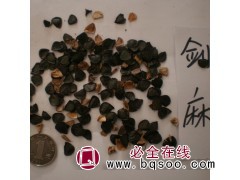 批种子 新采剑麻种子 优质剑麻 灌木种子 园林绿化花木种子图1