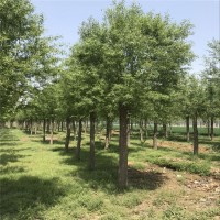 武陟园野苗圃基地直销 馒头柳树 馒头柳 量大从优 河南馒头柳