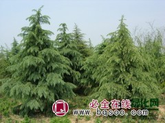 批发雪松 雪松小苗 园林绿化苗木 高20-50厘米 松树苗图1