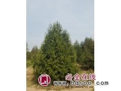 白松价格 价格实惠-全国最大的白皮松基地—河南白皮松基地图1