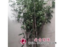 花椒树苗 花椒树 北方庭院盆栽地栽花椒当年结果 焦作花椒树图1