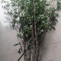 花椒树苗 花椒树 北方庭院盆栽地栽花椒当年结果 焦作花椒树