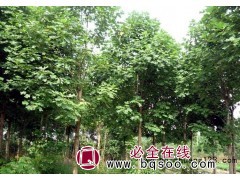 河南马褂木价格,马褂木市场报价，提供马褂木 园野苗木图1