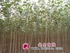 杨树苗 107速生杨树苗 107种条扦插苗一年生地栽苗 园野图1