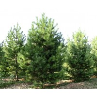现货供应油松 基地供应造型油松采购 龙鑫苗木 油松造型树