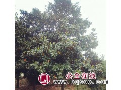 供应紫玉兰 紫玉兰基地 南阳玉兰价格表 龙鑫苗木图1