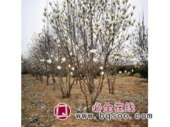 高杆白玉兰基地，白玉兰树，15公分18公分高杆白玉兰 龙鑫图1