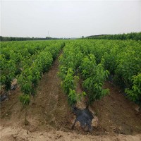 山东美早樱桃苗 基地直销矮化大樱桃苗 山东大樱桃苗成活率高