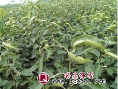 梨树树苗_梨树报价一览表_规格齐全_价格透明图1