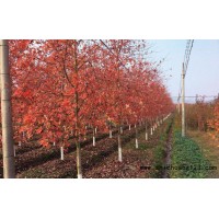 美国红枫(5-20公分)供应，山东富伟银杏绿化苗木基地，