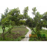 柿子树苗价格，高180-220cm柿树苗价格12.00元/株