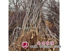 沾化茂林2号冬枣树苗_冬枣树苗多少钱_冬枣苗木_枣树苗图1