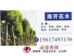河南鄢陵天一园林 翠柳基地 精品垂柳 垂柳价目表图1