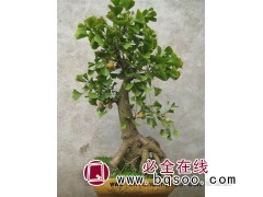 银杏盆景制作，银杏盆景批发，江苏银杏，邳州银杏盆景园图1