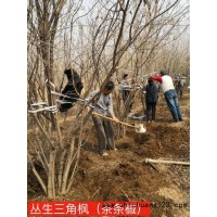 丛生茶条槭基地，河北茶条槭价格表，茶条槭工程苗 养心林