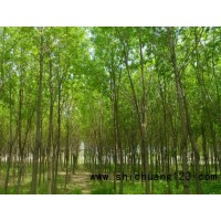 河北养心林苗木主要供应：白腊、国槐、油松等绿化苗木
