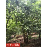 丛生五角枫基地，五角枫价格表，丛生五角枫 河北养心林苗木