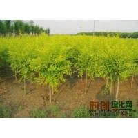 高峰苗木 金叶榆基地_金叶榆树苗价格_吉林中华金叶榆多少钱