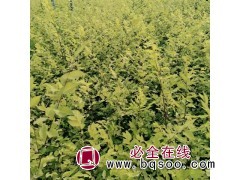 大量供应营养钵金叶榆小苗 矮干金叶榆 高干金叶榆 高峰苗木图1