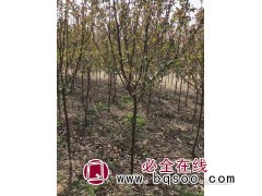 王族海棠 吉林王族海棠基地 高峰苗木基地 王族海棠供应图1