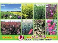 供应鸡心果苗、牛奶果苗、龙丰苹果苗、矮化龙丰苗 高峰苗木图1