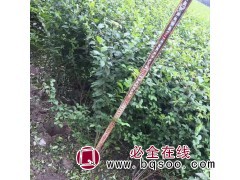 高峰苗木供应 30-80公分高度 小叶女贞苗 水腊苗 水蜡苗图1