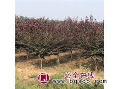 高峰苗木 密枝红叶李 营养杯密枝红叶李价格 吉林密枝红叶李图1